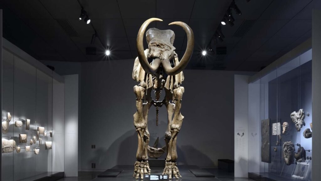 Le Musée des Confluences à Lyon : une fenêtre sur le monde 3 Musée des Confluences