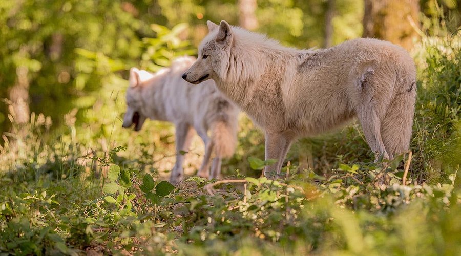🤯 Activités enfants à Lyon (week-end & vacances) : Le guide complet pour des parents sereins 8 Parc de Courzieu : activités enfants à Lyon
