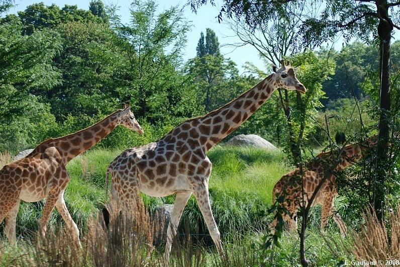 Activités à Lyon 6 : le zoo de Lyon