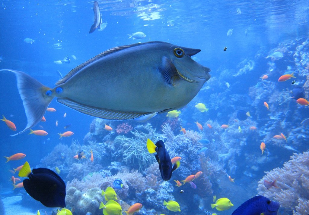 Que faire à Lyon pendant les vacances d'été 2026 : le guide ultime (familles, touristes, événements et bons plans) 4 Activités été Lyon : l'Aquarium de Lyon